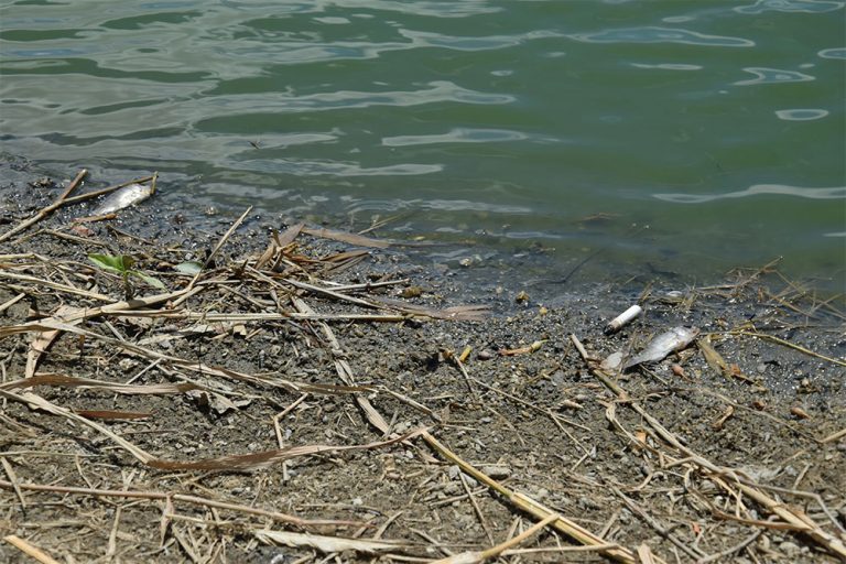 Mechanical Harvesting: Efficient Solutions For Aquatic Weed Control