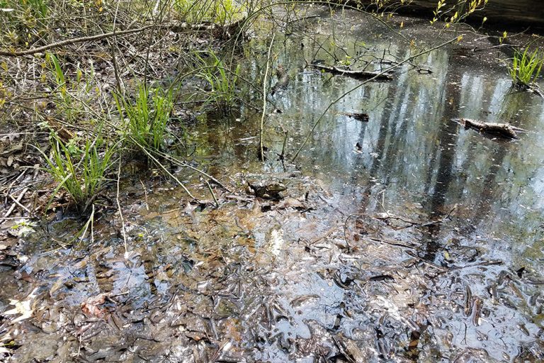 What Is Dredging A Pond, And Why Do You Need It?