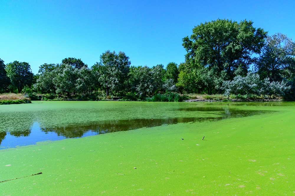 Why Mechanical Algae Removal Is A Smart Choice For Clearer Lakes