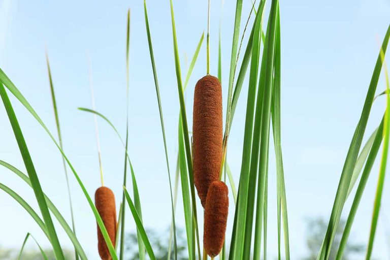 Beautiful reeds with brown catkins outdoors on sunny day