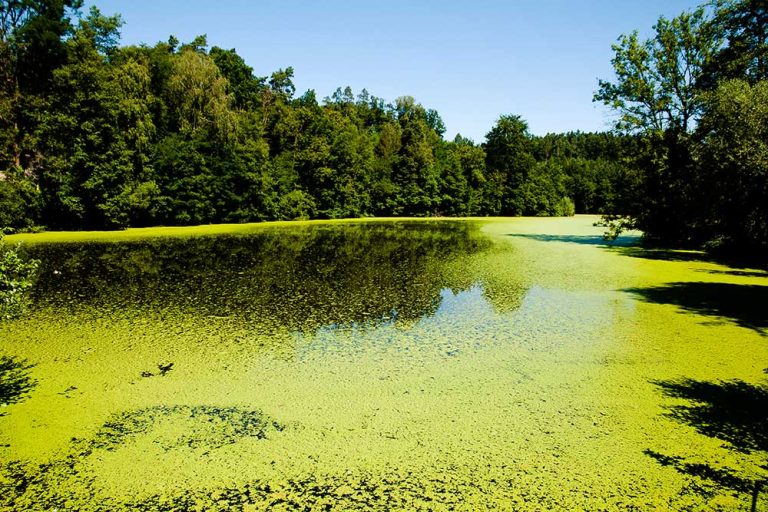 Lake Bottom Blanket Vs. LakeMat: Which Is Right For You?