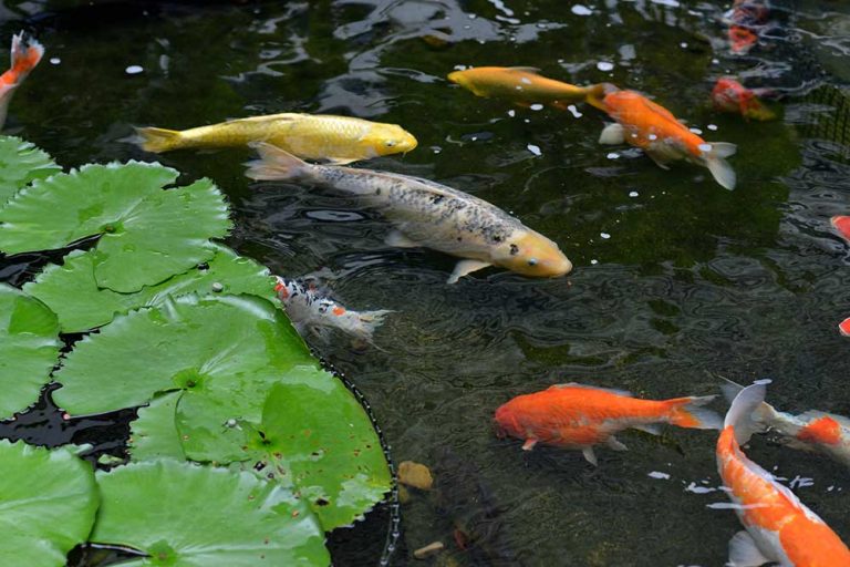 Koi fish with moving fishes swimming in the pond, selective focus.
