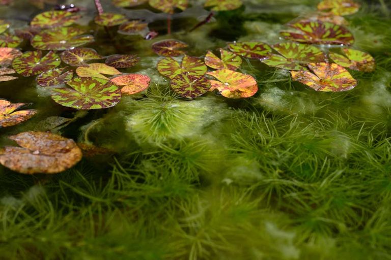 Lotus leaves and green hydrilla verticillata plant underwater with natural background.