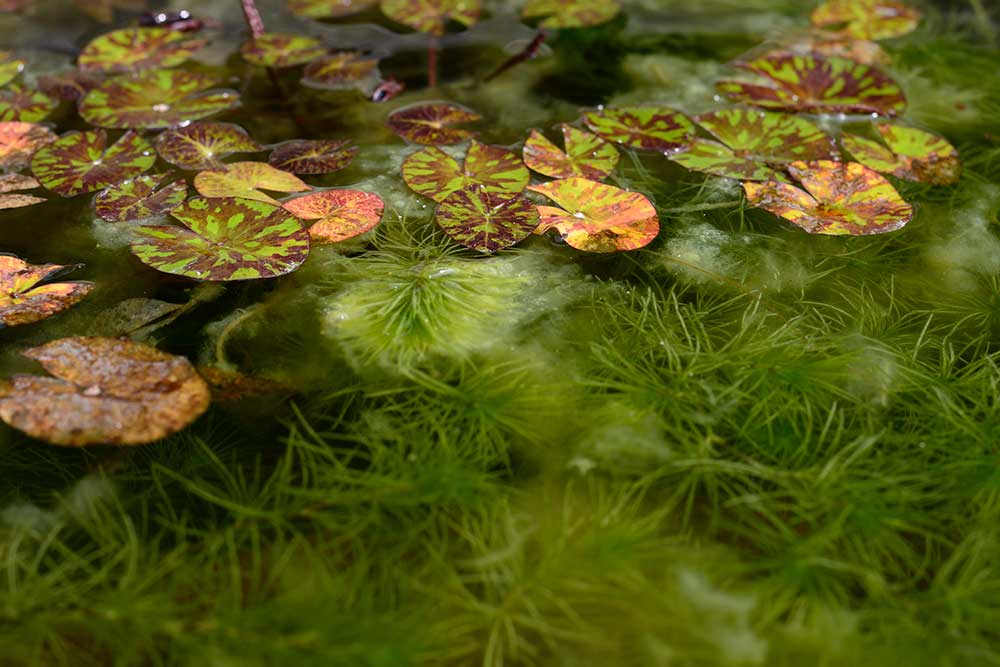 Lotus leaves and green hydrilla verticillata plant underwater with natural background.