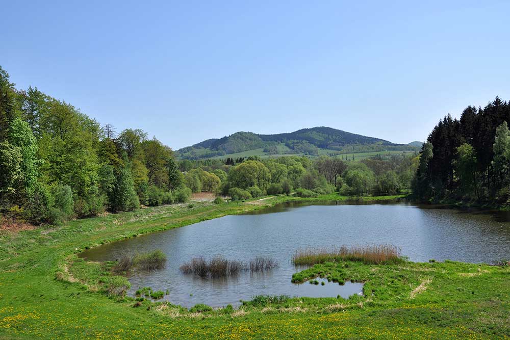 The Ultimate Guide To Pond Restoration