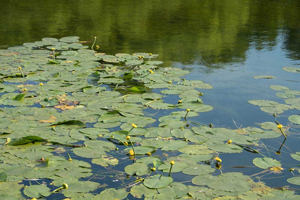 Water lily, or nymphea, on the pond. A popular decoration of artificial ponds and ponds in garden design. Summer, sunny day.