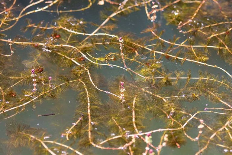Water Milfoil Removal Options For A Clearer Pond